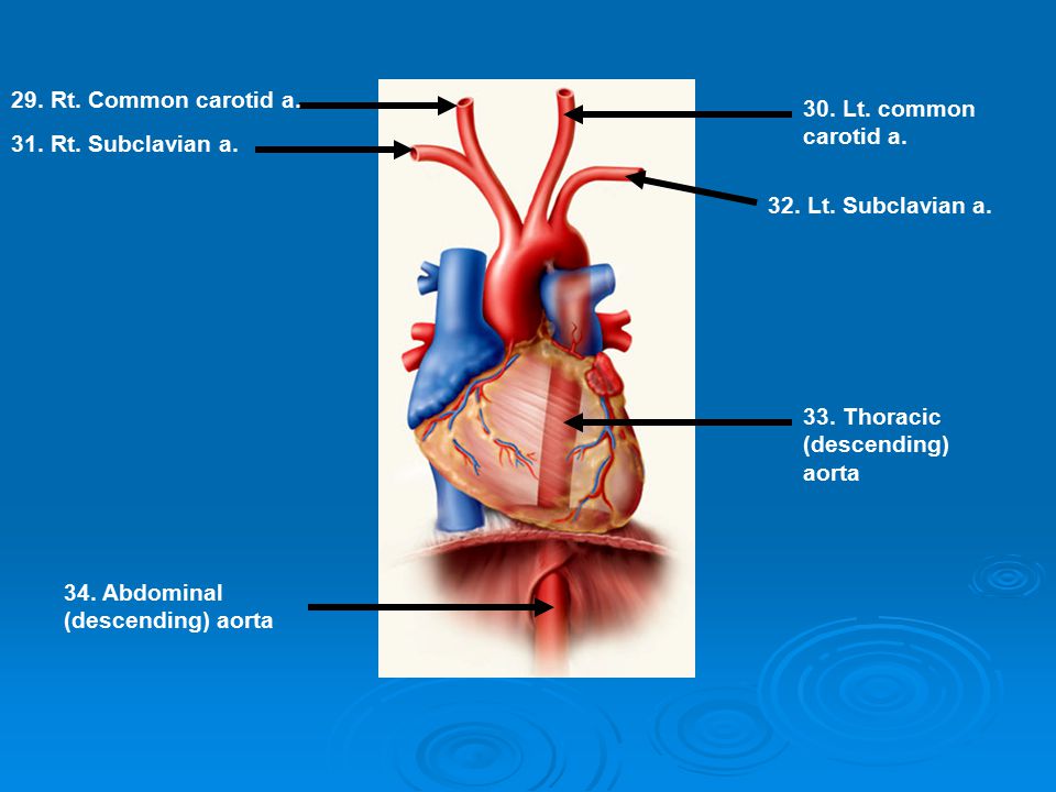 29. Rt. Common carotid a. 30. Lt. common carotid a. 31. Rt. Subclavian a. 32. Lt. Subclavian a. 33. Thoracic (descending) aorta.