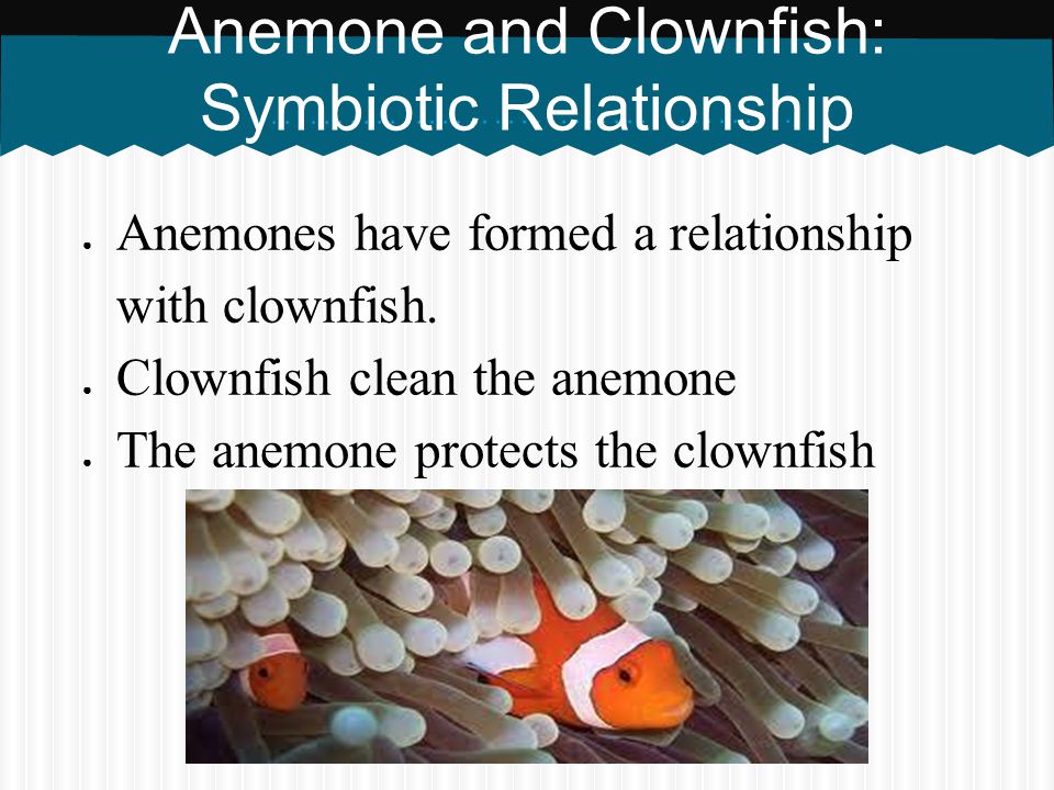 Anemone and Clownfish: Symbiotic Relationship