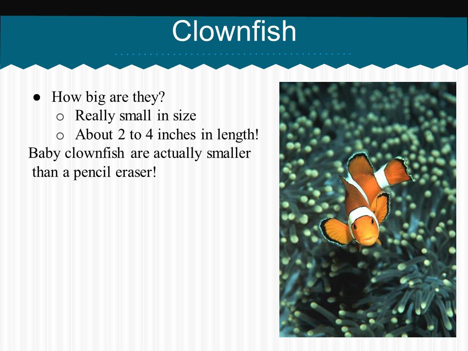 Clownfish How big are they Really small in size