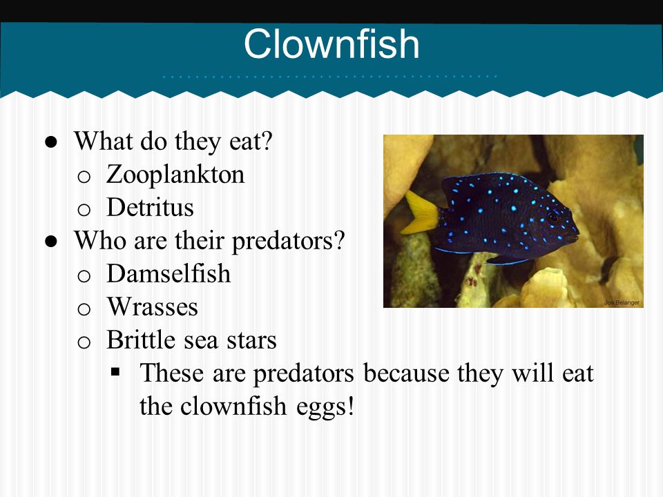 Clownfish What do they eat Zooplankton Detritus