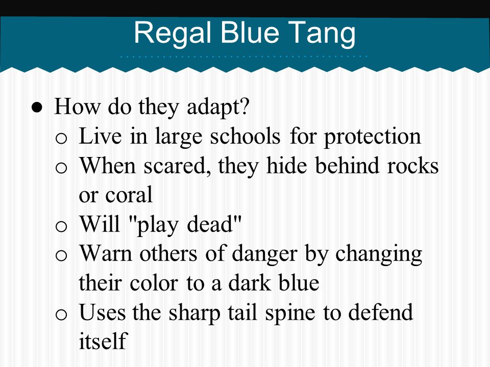 Regal Blue Tang How do they adapt