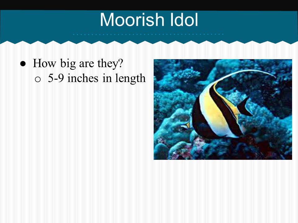 Moorish Idol How big are they 5-9 inches in length