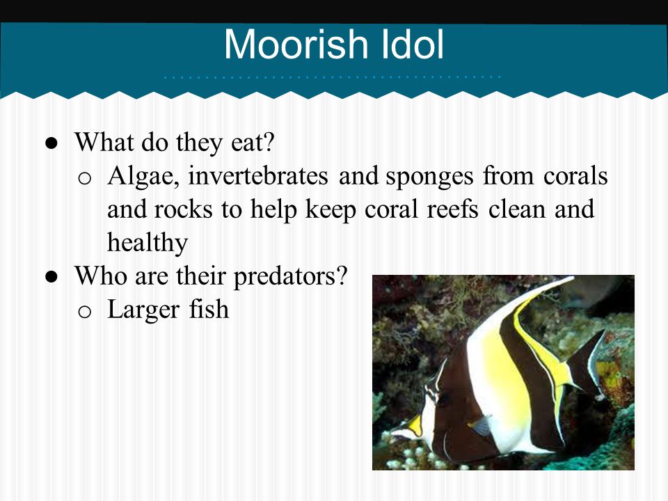 Moorish Idol What do they eat