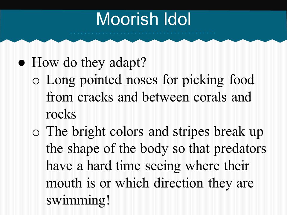 Moorish Idol How do they adapt