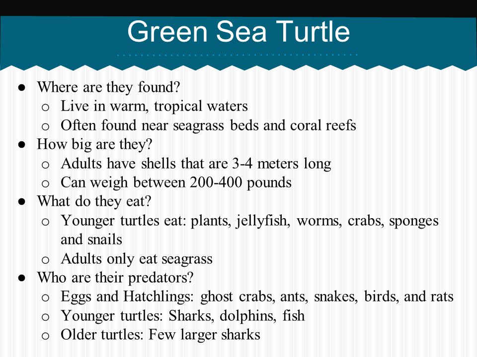 Green Sea Turtle Where are they found Live in warm, tropical waters