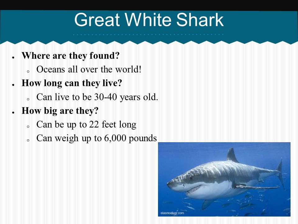 Great White Shark Where are they found Oceans all over the world!