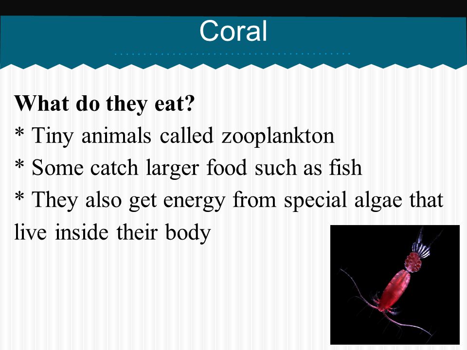 Coral What do they eat * Tiny animals called zooplankton