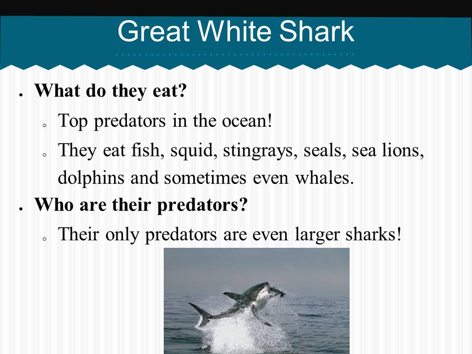Great White Shark What do they eat Top predators in the ocean!