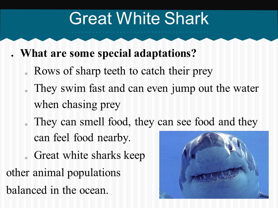 Great White Shark What are some special adaptations