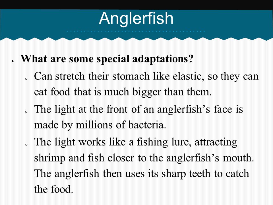 Anglerfish What are some special adaptations
