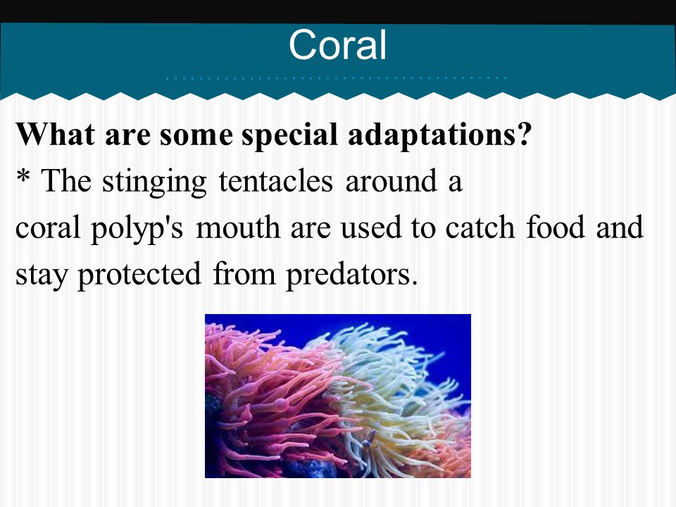 Coral What are some special adaptations