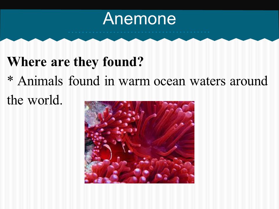 Anemone Where are they found