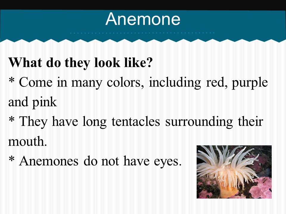 Anemone What do they look like
