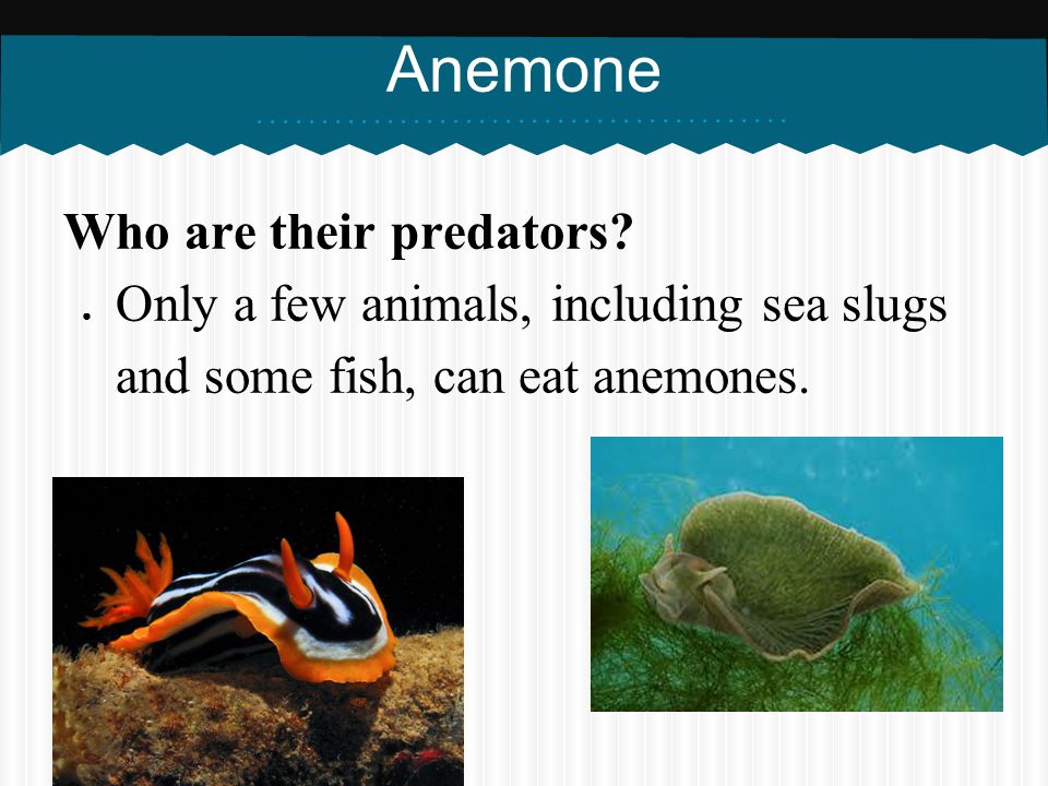 Anemone Who are their predators