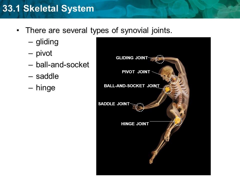 There are several types of synovial joints. gliding pivot
