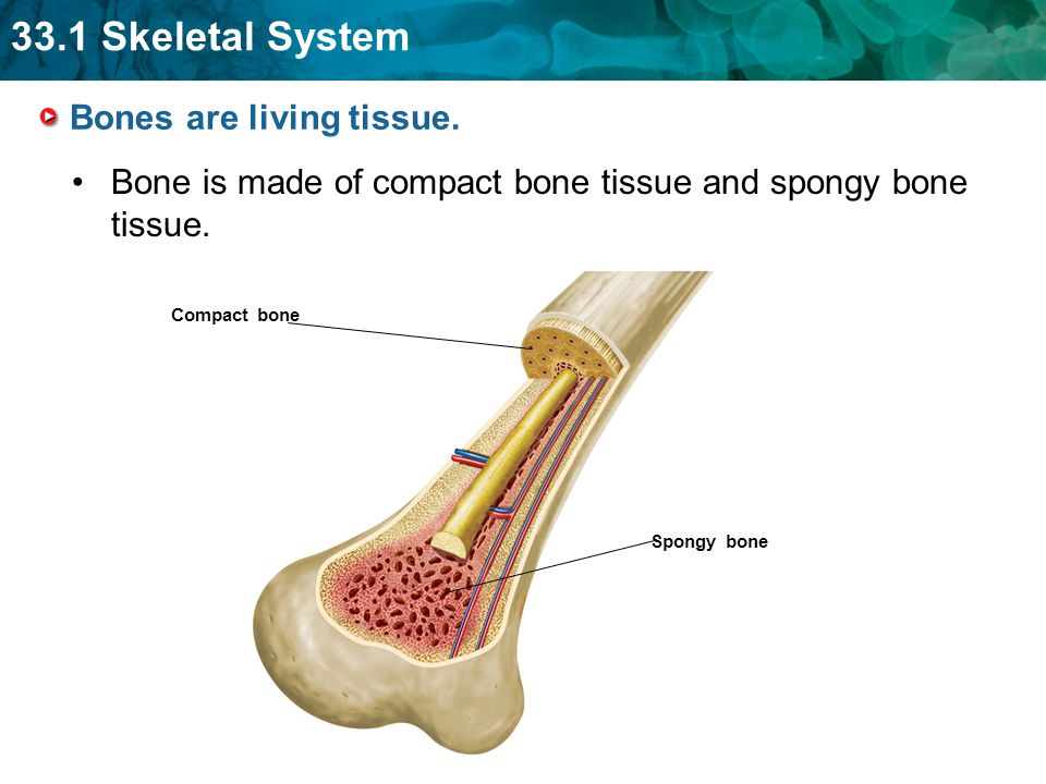 Bones are living tissue.