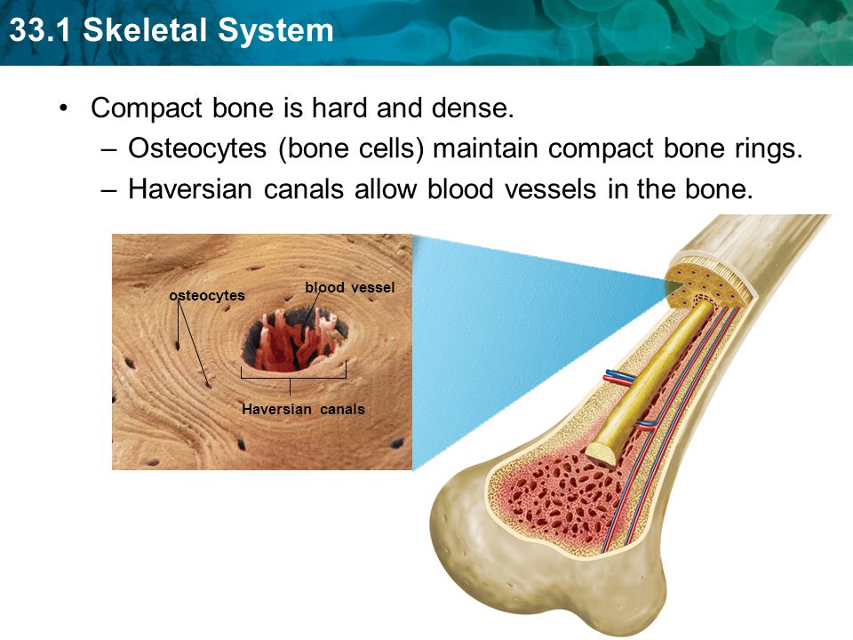 Compact bone is hard and dense.