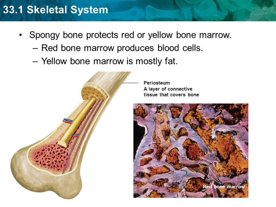 Spongy bone protects red or yellow bone marrow.