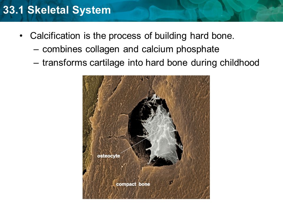 Calcification is the process of building hard bone.