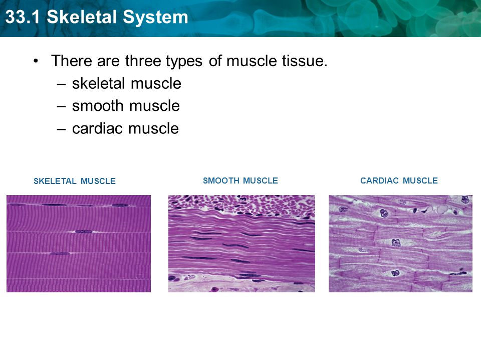 There are three types of muscle tissue. skeletal muscle smooth muscle