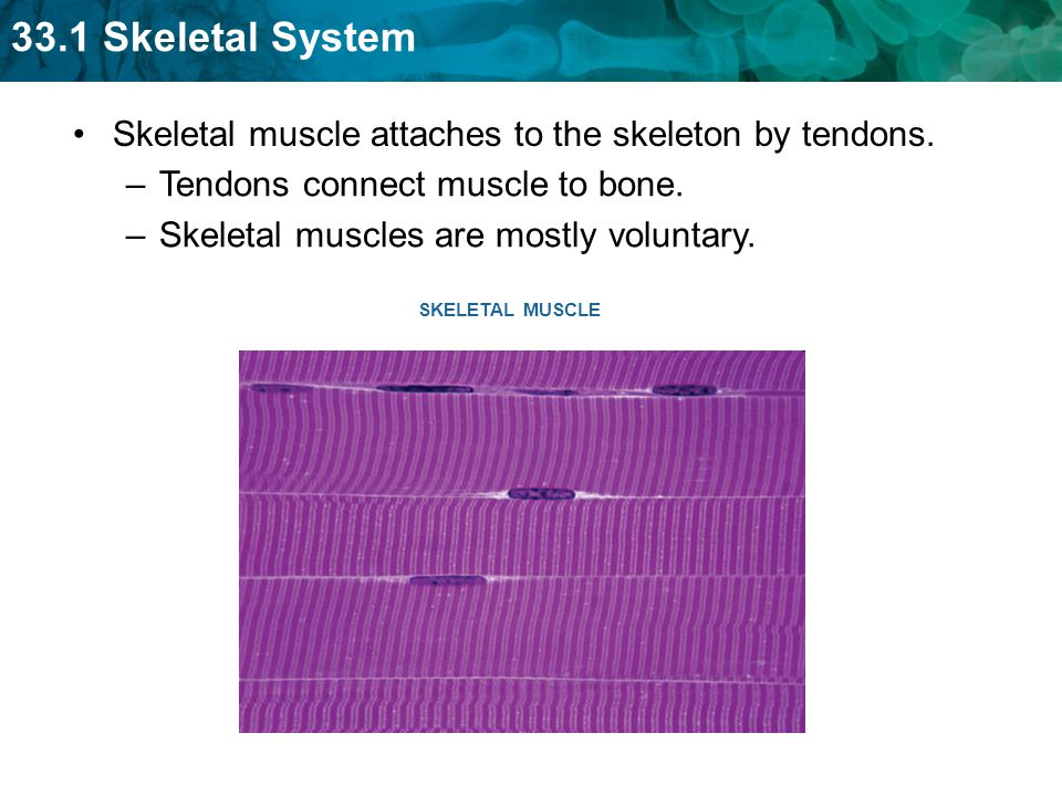Skeletal muscle attaches to the skeleton by tendons.