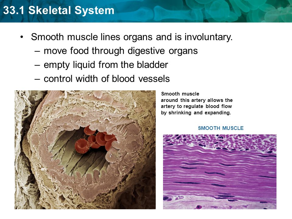 Smooth muscle lines organs and is involuntary.