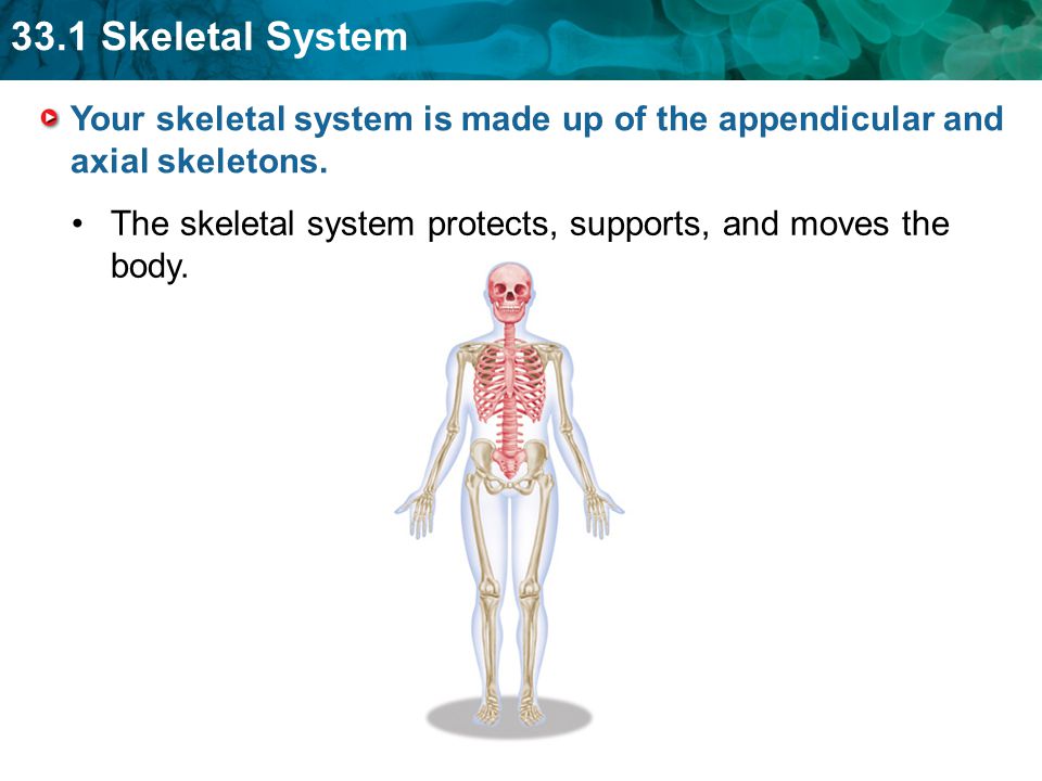 Your skeletal system is made up of the appendicular and axial skeletons.