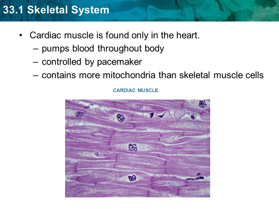 Cardiac muscle is found only in the heart. pumps blood throughout body