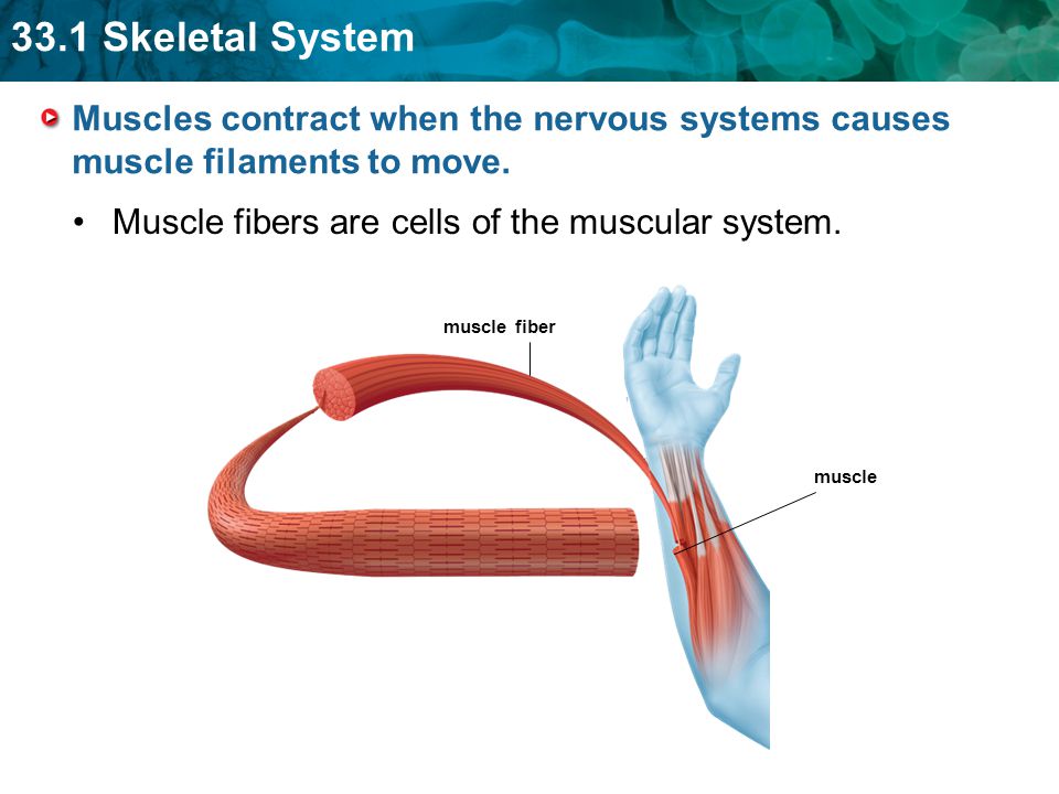 Muscle fibers are cells of the muscular system.