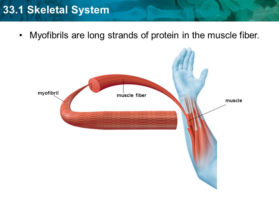 Myofibrils are long strands of protein in the muscle fiber.