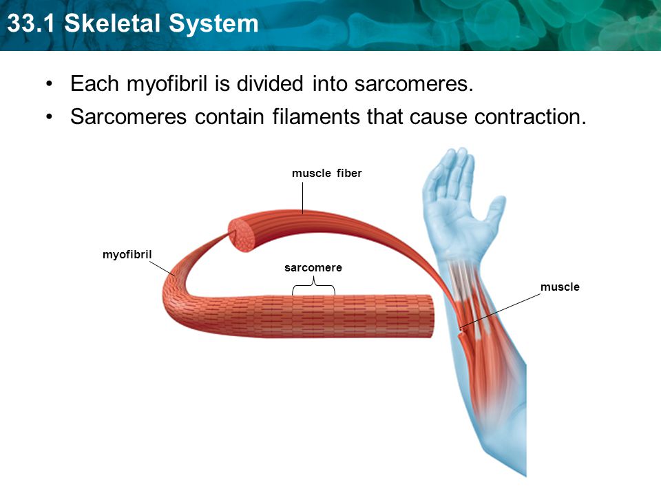 Each myofibril is divided into sarcomeres.