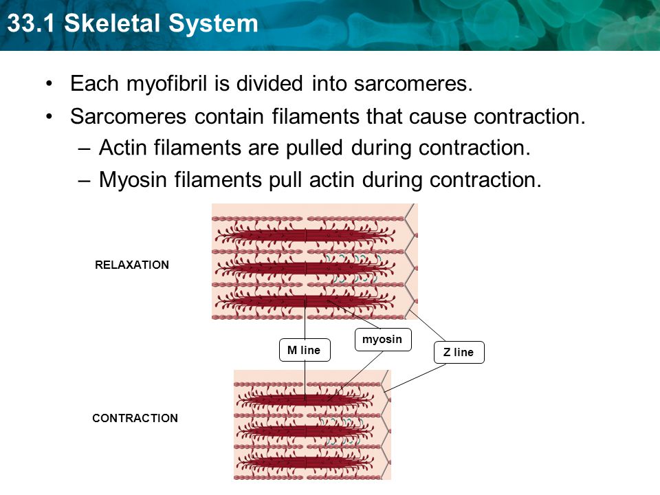 Each myofibril is divided into sarcomeres.