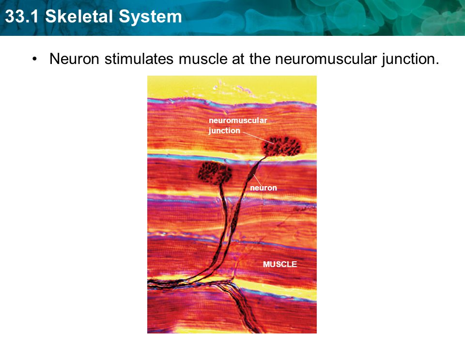 Neuron stimulates muscle at the neuromuscular junction.