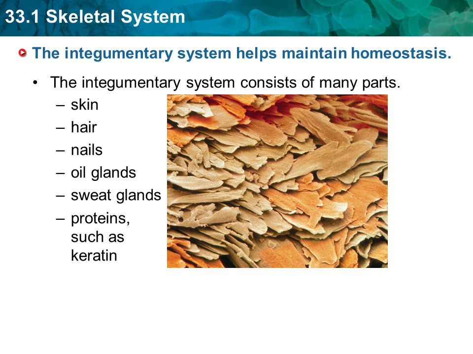 The integumentary system helps maintain homeostasis.