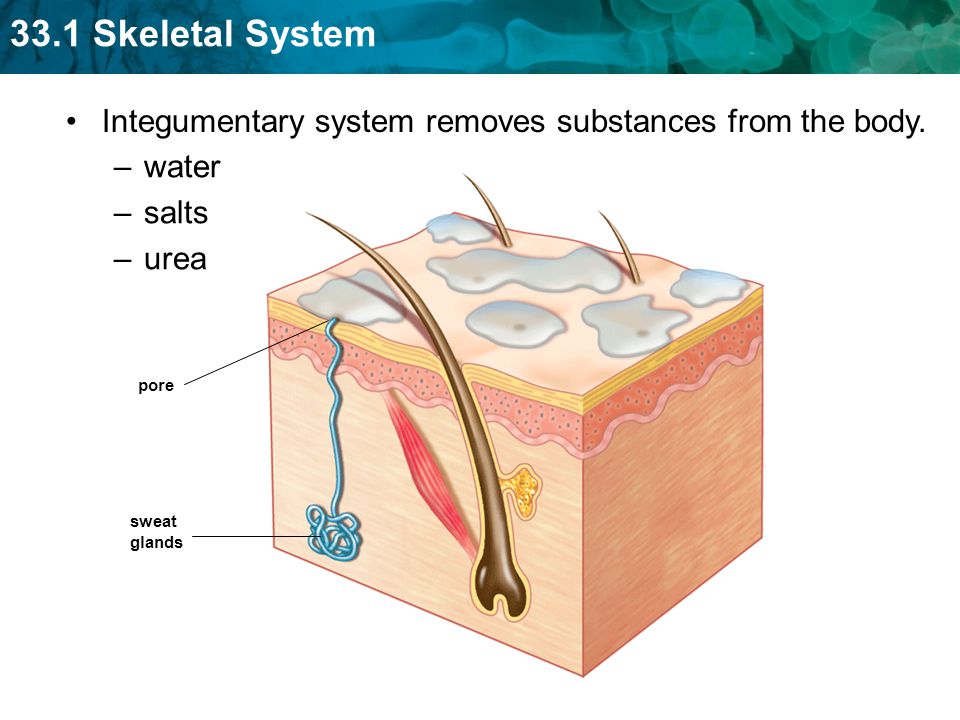 Integumentary system removes substances from the body. water salts