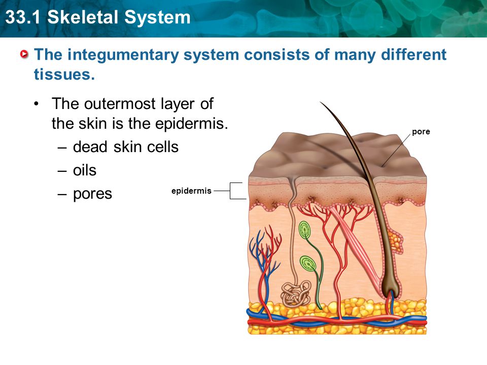 The integumentary system consists of many different tissues.