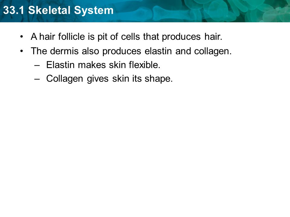 A hair follicle is pit of cells that produces hair.