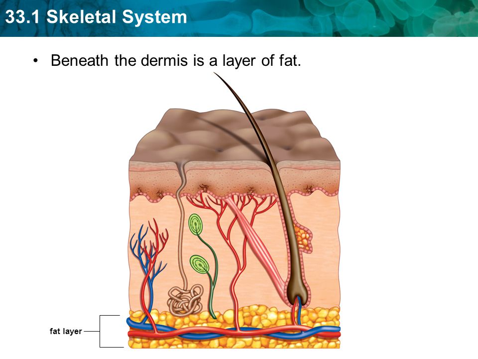 Beneath the dermis is a layer of fat.