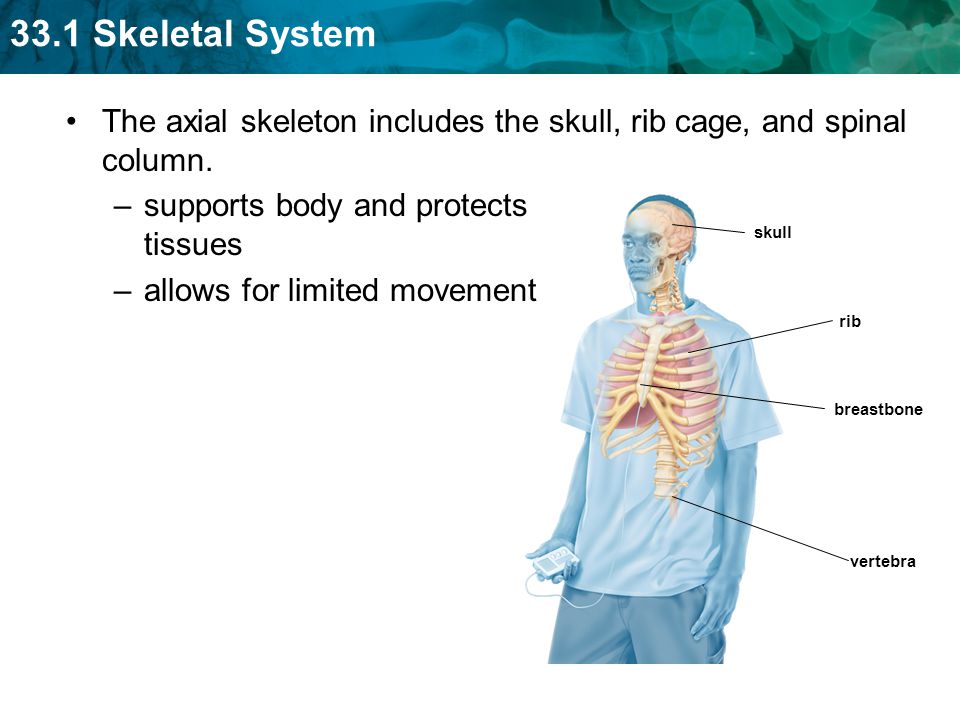 The axial skeleton includes the skull, rib cage, and spinal column.