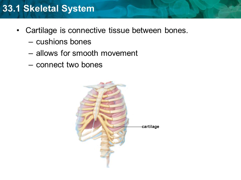 Cartilage is connective tissue between bones. cushions bones