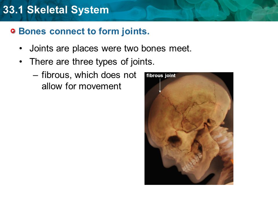 Bones connect to form joints.