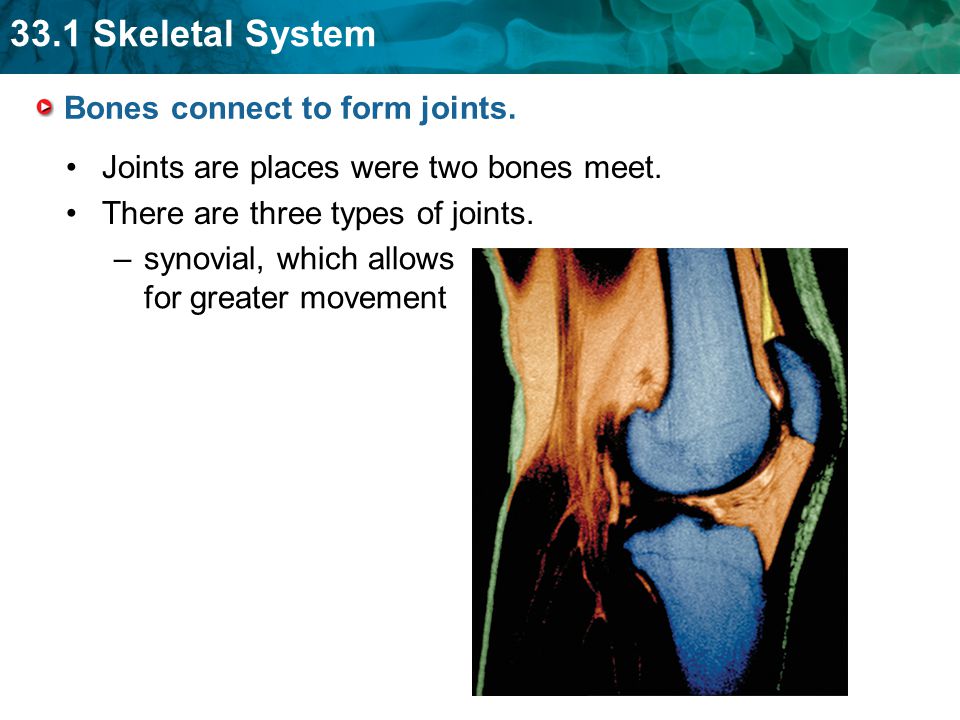 Bones connect to form joints.