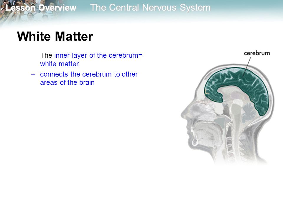 White Matter The inner layer of the cerebrum= white matter.