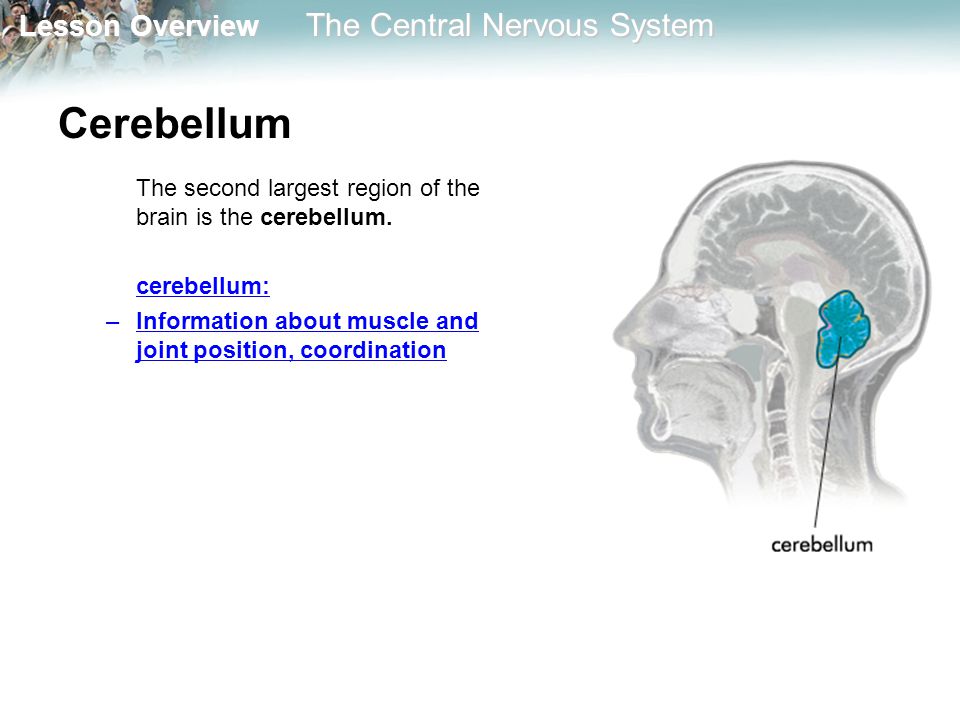 Cerebellum The second largest region of the brain is the cerebellum.
