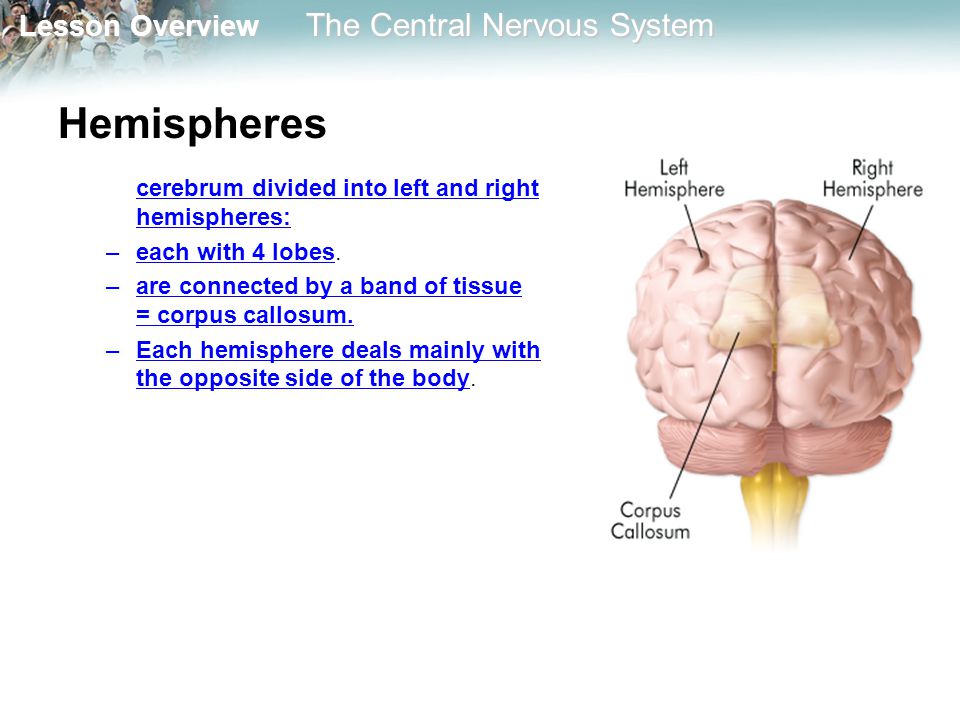 Hemispheres cerebrum divided into left and right hemispheres: