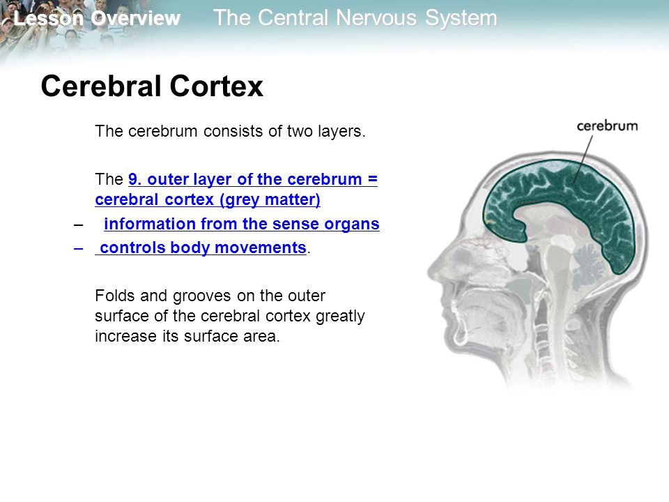 Cerebral Cortex The cerebrum consists of two layers.