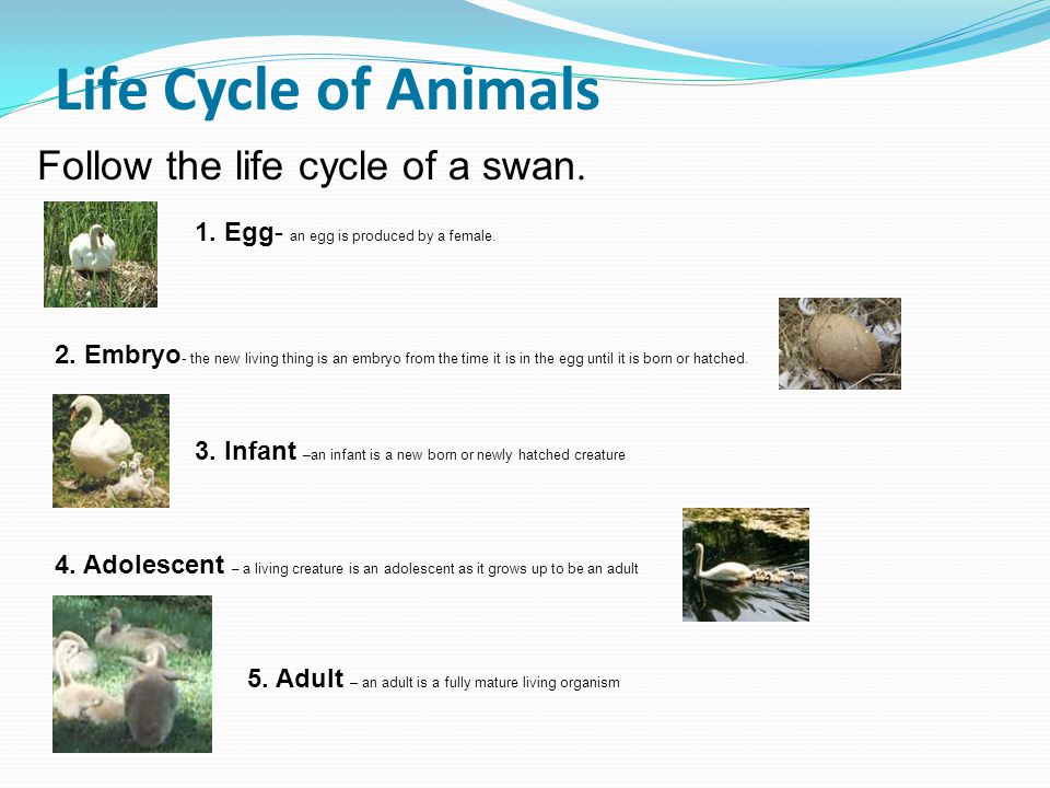 Life Cycle of Animals Follow the life cycle of a swan.