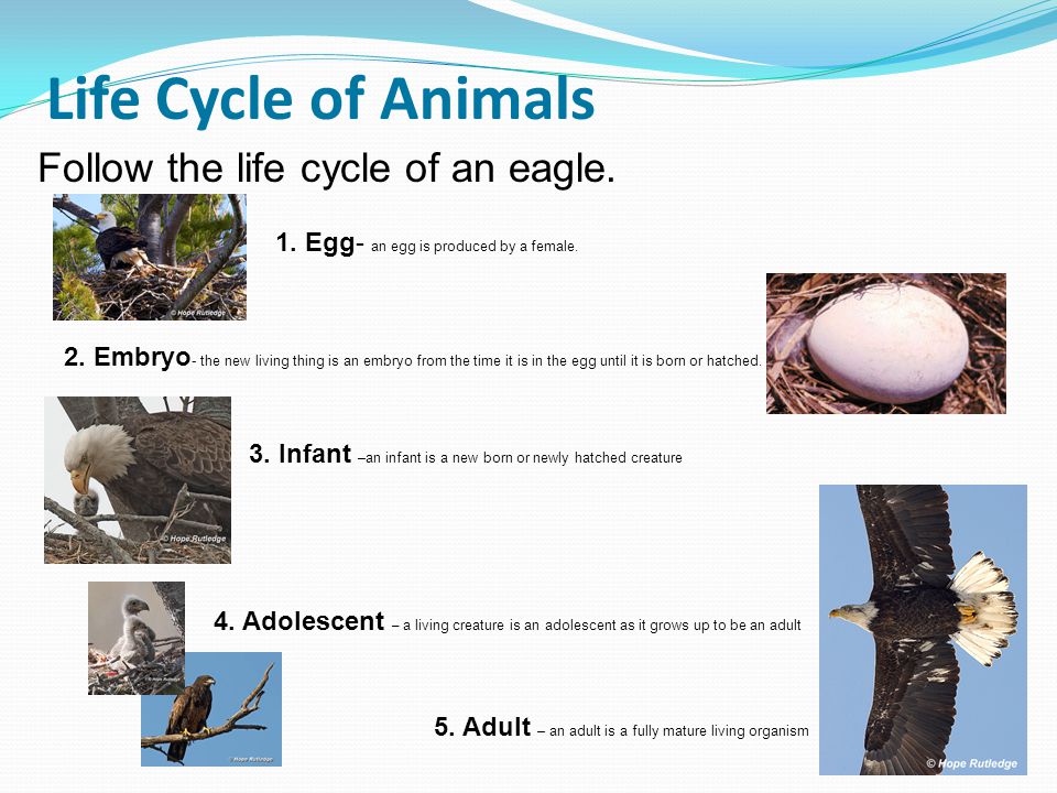 Life Cycle of Animals Follow the life cycle of an eagle.