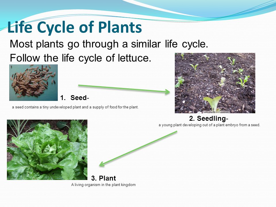 Life Cycle of Plants Most plants go through a similar life cycle.