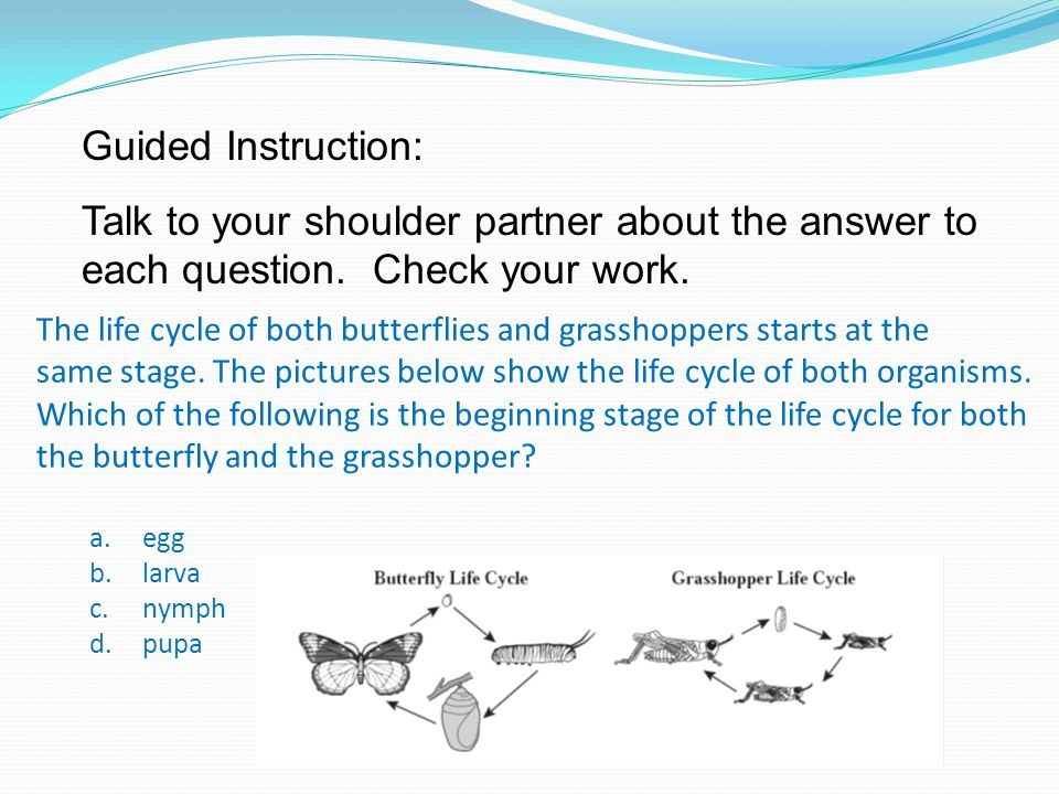 Guided Instruction: Talk to your shoulder partner about the answer to each question. Check your work.